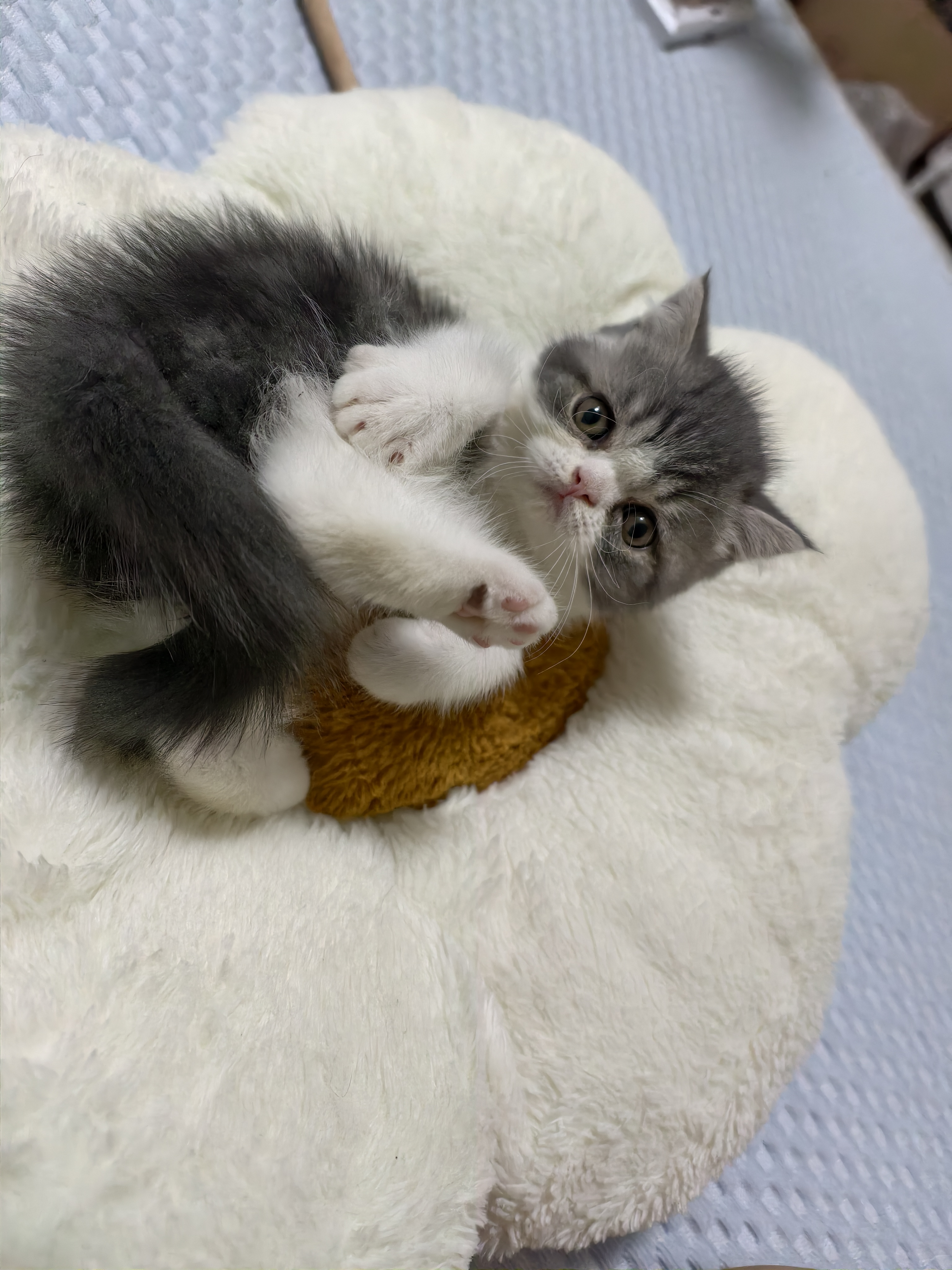 南京自提，加菲猫咪
